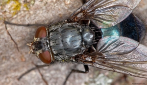 musca 1